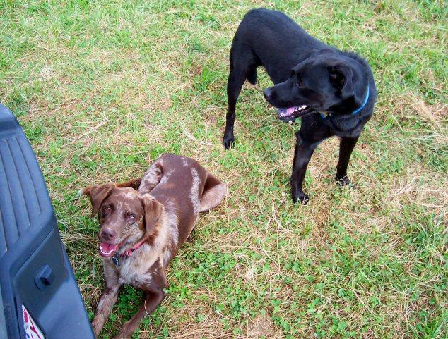 "OK, WHO's STOOPID, STOOPID, IDEA WAS THIS ! SOMEONE FESS UP NOW ! WE'RE TIRED OF THIS ALREADY ! I WANT MY AIR CONDITIONING AND MY KITTY SHAPE SQUEAKY TOY ! "