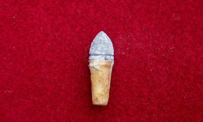Nice Paper Cartridge for .36 Colt Belt or 1861 Colt Navy Revolver 