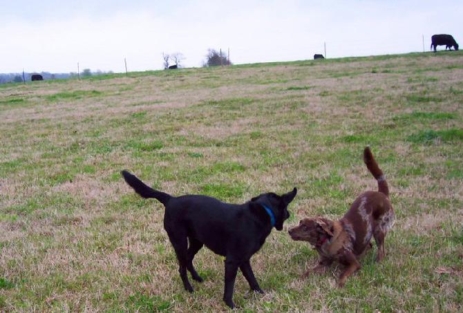Yankee Camp Diggin Dogs, Bonnie & Clyde