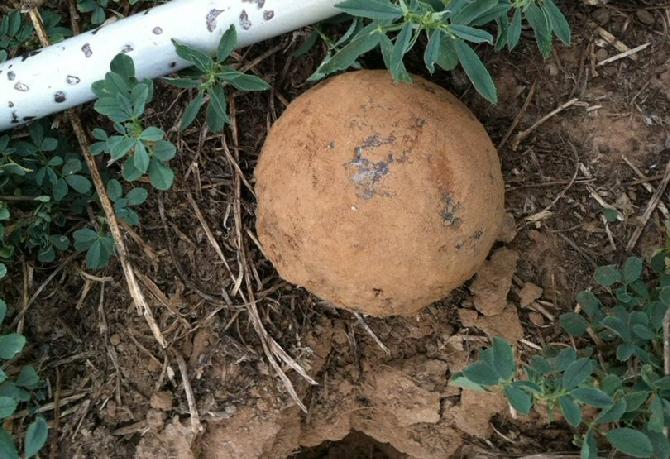 Matt Longwith's Six-pound solid shot, finally out of the ground ! I'll take a dozen of em', long as I don't have to get out in this heat and dig em' ! 