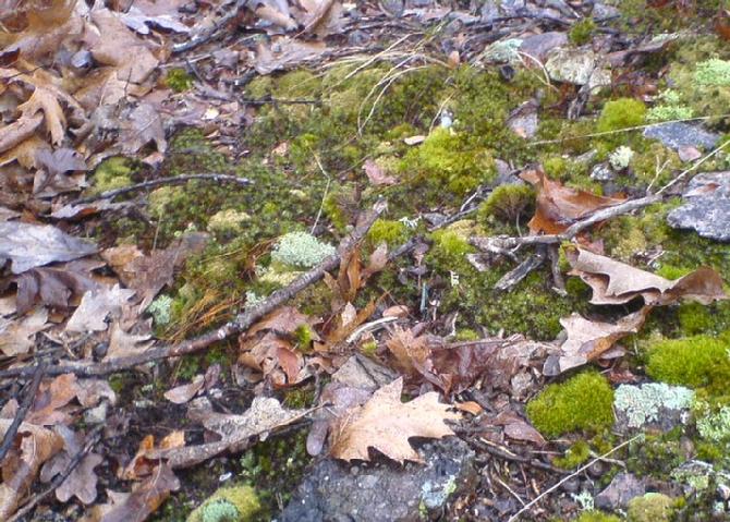 Drew Johnston's Moss Covered Rocks