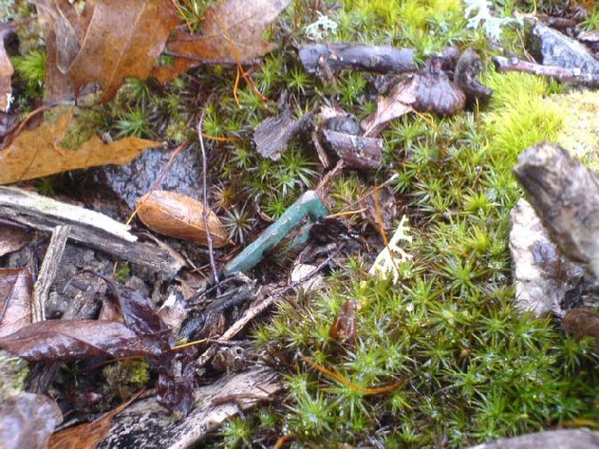 Drew Johnston's Moss Covered What ??